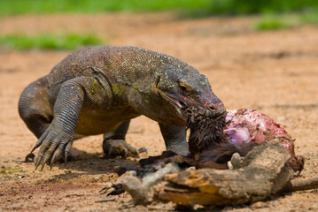 Komodo dragon is on the ground. Indonesia. Komodo National Park.
