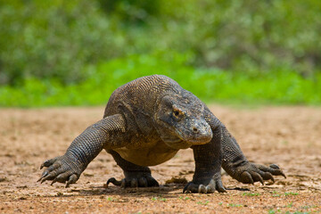 Komodo dragon is on the ground. Indonesia. Komodo National Park.