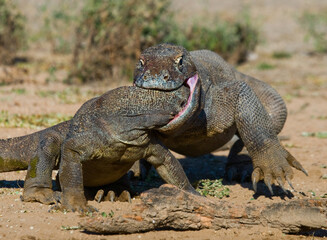 Two Komodo dragons are fighting over a piece of food. Indonesia. Komodo National Park.