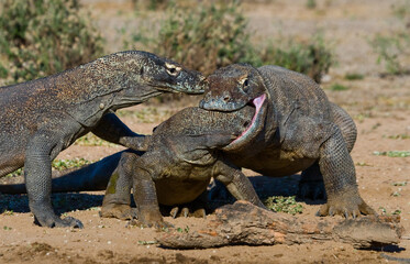 Komodo Dragons are fighting each other. Indonesia. Komodo National Park.