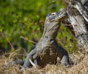 Komodo dragon is on the ground. Indonesia. Komodo National Park.