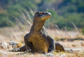 Komodo dragon is on the ground. Indonesia. Komodo National Park.