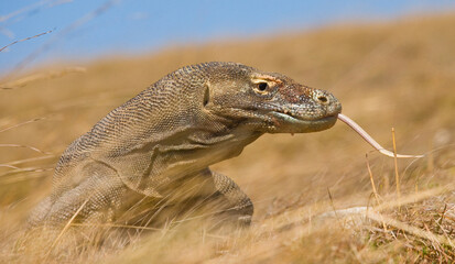 Portrait of a Komodo Dragon. Close-up. Indonesia. Komodo National Park.