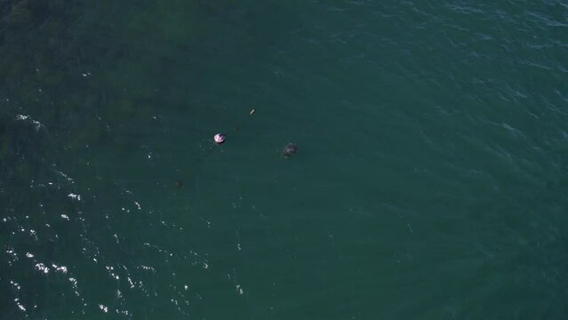 Turtle Swimming Near The Buoy Floating In The Sea. - aerial