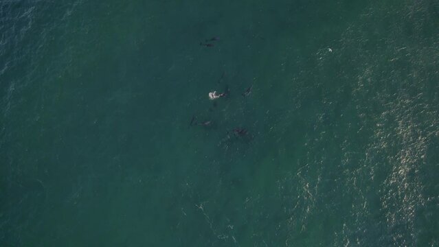 Overhead View Of Bottlenose Dolphins Pod Swimming Under The Sea. - aerial