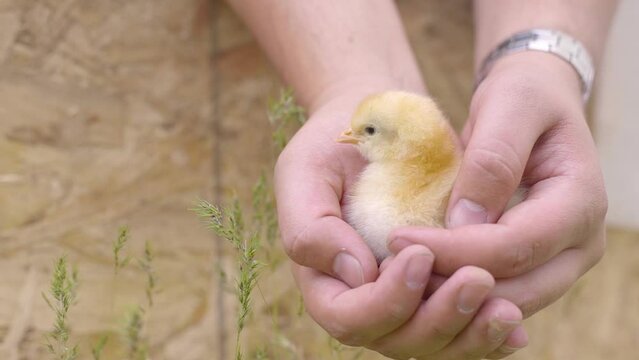 Close up of farmer holding chick in hands