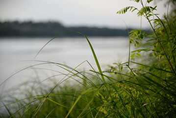 green grass against the background of the river, river landscape, abstraction out of focus, gradient, background