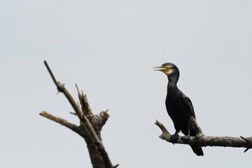 Great cormorant perched with mouth open