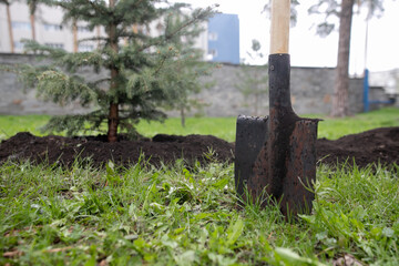 Group of Diverse People Planting Tree Together