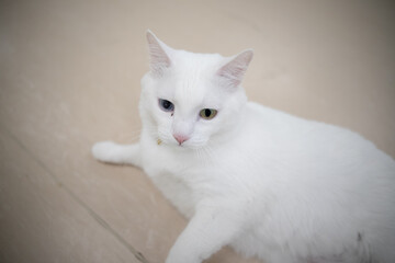 White cat with different eye colors