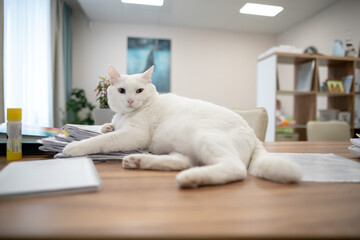 White cat lies on the desktop