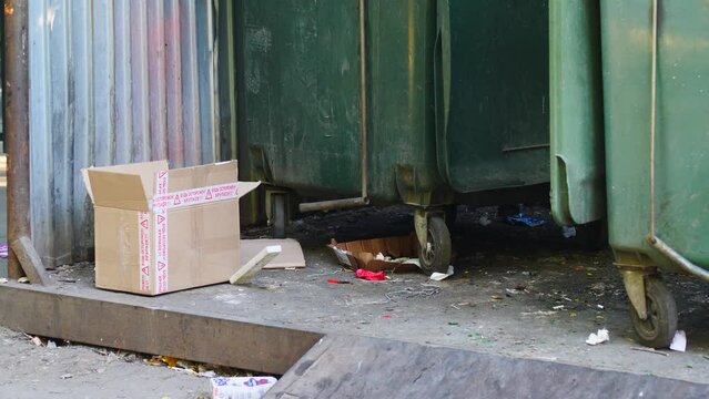  a rat runs around the garbage dump near the containers with garbage and waste in search of food in the city during the summer day. a rat in the garbage dump in the big city