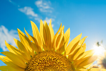 Half of a sunflower flower against a blue sky. The sun shines through the yellow petals....