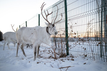 White deer on a leash in captivity. The social problem of keeping animals in the city.