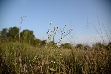 pink mallow flowers close-up, mallow buds, on a green background