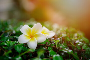 white plumeria flowers on green leaves