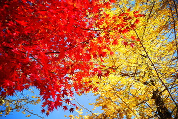 秋の紅葉とイチョウの木