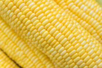 Yellow sweet corn background