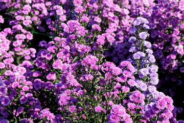 Obraz premium Margaret flower field in the garden of Thailand