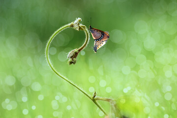 butterfly mating on a green background