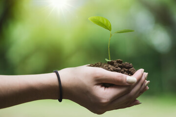 Hand holding soil and seedlings preparing for planting environmental concept