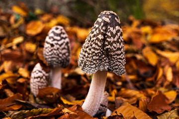 three woodpecker tintlings, COPRINOPSIS PICACEA