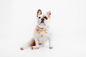 French Bulldog. Dog isolated on white background