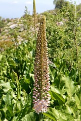 Giant desert candle plant (eremurus robustus). Zarafshan Mountains, Kashkadarya region. Uzbekistan.