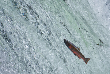 Fototapeta premium Cherry salmon at Sakura Falls, Kiyosato, Hokkaido