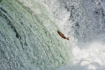 Cherry salmon at Sakura Falls, Kiyosato, Hokkaido