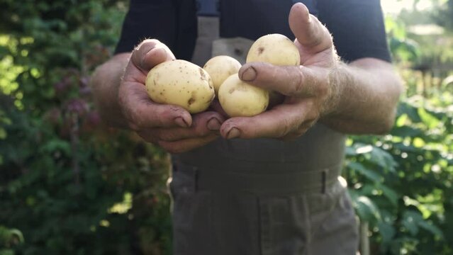 Harvest fresh potatoes in palms of man farmer in field. High quality 4k footage