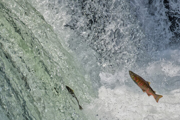 Cherry salmon at Sakura Falls, Kiyosato, Hokkaido