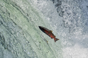 Fototapeta premium Cherry salmon at Sakura Falls, Kiyosato, Hokkaido