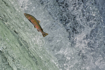 Cherry salmon at Sakura Falls, Kiyosato, Hokkaido