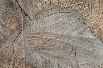 Wood texture background. Aged apple tree stump top view. Cross cut of tree trunk with cracks and annual rings