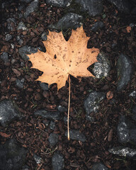 Autumn leaves on the mountain road