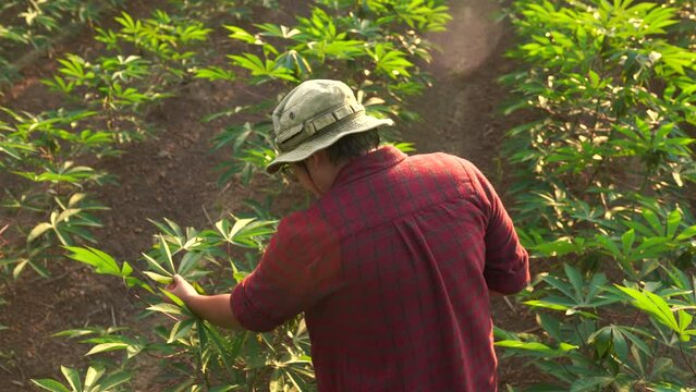 Slow motion cassava planter inspecting leaves