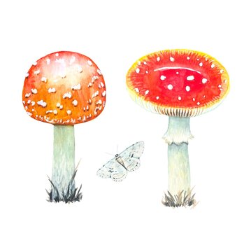 Set of watercolor fly agarics isolated on white background