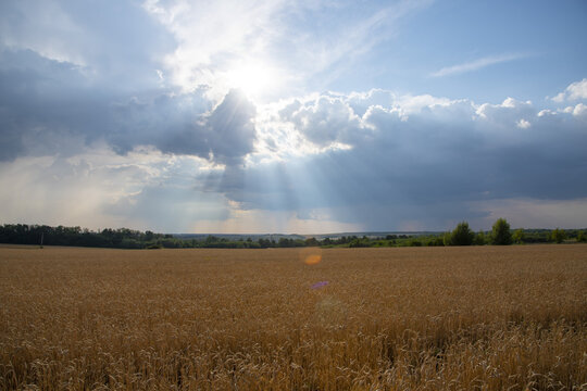 Wide fields of golden wheat against the sky.