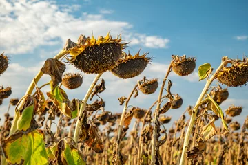 Deurstickers Dry sunflowers affected by drought in Hungary © Dronandy