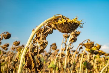 Poster Dry sunflowers affected by drought in Hungary © Dronandy