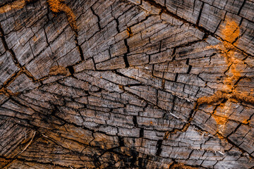 Wooden stump circular, cross section round cut down large dried tree trunk with annual rings texture cracks, multicolor slice cover grey patina. Light dark shadow black blue orange gold brown tones