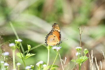 orange butterfly perched on the grass