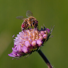 Honey bee sitting on a pink Scabiosa flower and carrying pink pollen