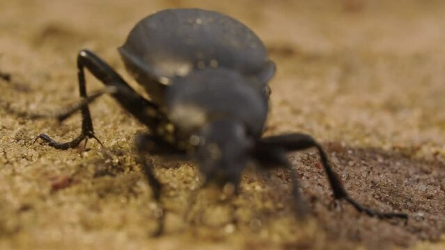 Large black bronze beetle carabid Carabus with coppery sheen on ground