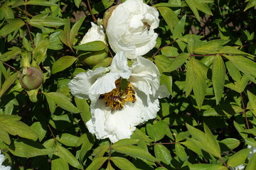 Buds and white flowers of tree peony in April