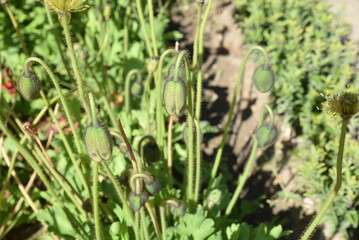 Boutons de coquelicot au printgemps