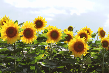 Obraz premium 密集したヒマワリの花