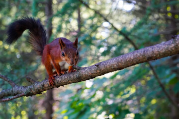 A female red squirrel in a tree looking directly into your eyes. Close-up of a reddish orange rodent looking into the camera, walking along a branch toward the viewer. A wild animal in its habitat