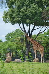 横浜動物園のキリン